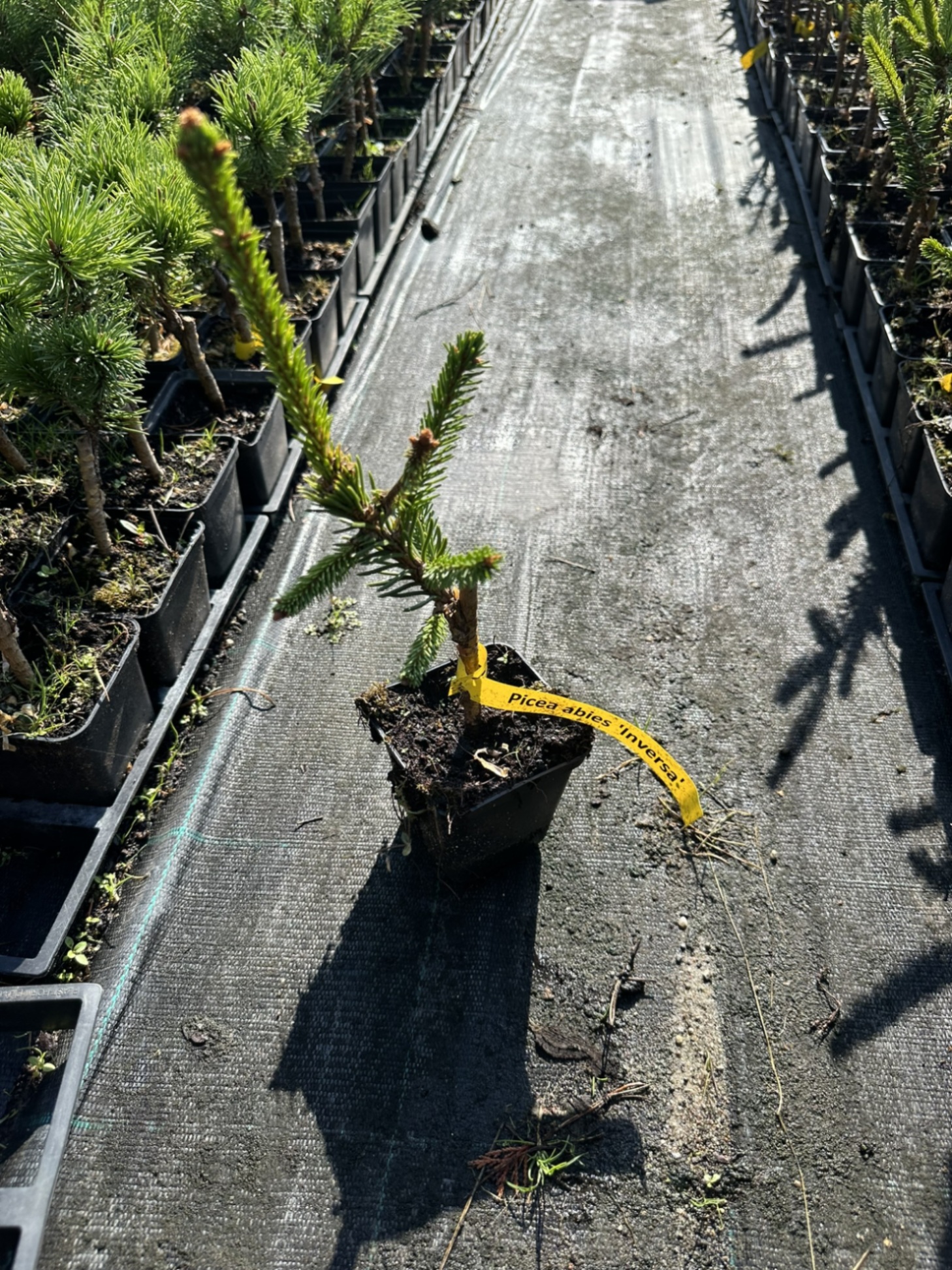 Ель обыкновенная Инверса